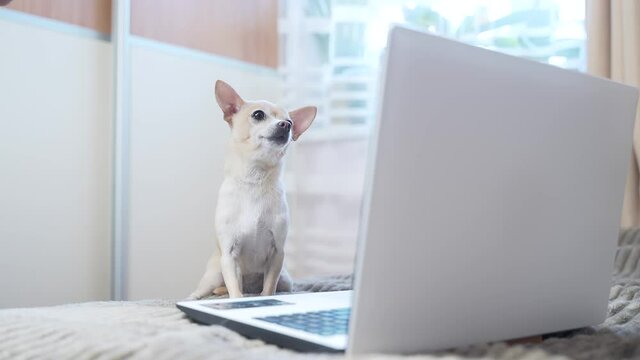 Funny dog ​​sitting on the bed and having fun looking at the laptop. chihuahua pet lies on the couch and looks at the computer screen. Little toy terrier dog puppy in the bedroom with a gadget in home