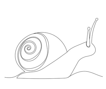 snail continuous line, sketch, isolated