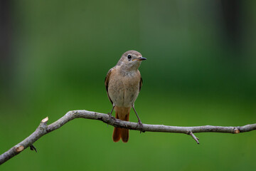 Weiblicher Gartenrotschwanz vor grünem Hintergrund