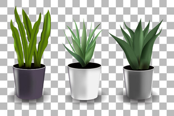 set of house plant