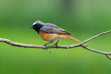 Männlicher Gartenrotschwanz, leuchtend orange, schwarz, silber vor grünem Hintergrund