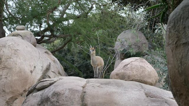 Klipsringer standing on the rocks