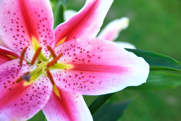 A close up of a lily flower