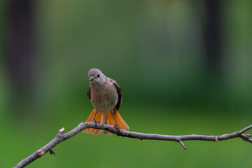 Weiblicher Gartenrotschwanz vor grünem Hintergrund auf einem Ast, Süddeutschland