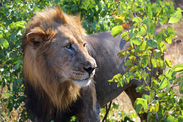 Afrikanischer Löwe / African lion / Panthera leo.