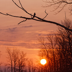 Songbird singing at sunrise on a spring morning