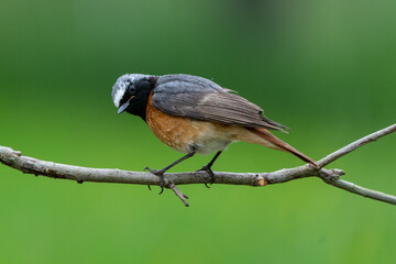 Gartenrotschwanz, Männchen, blickt über die Schulter vor grünem Hintergrund