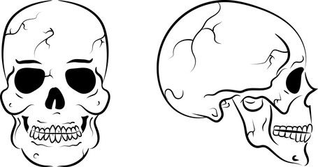 skull with cracks on his head. profile and full-back. Vector illustration