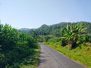 photo of asphalt road between corn plantations