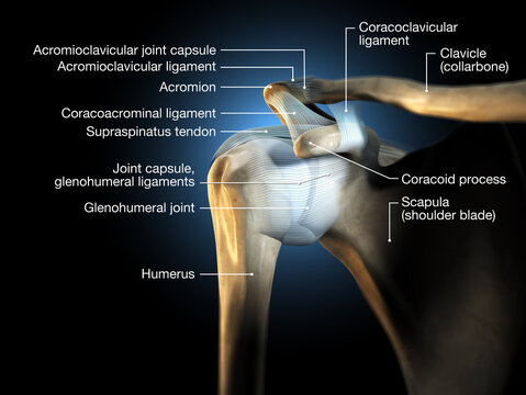 Shoulder joint, glenohumeral joint, medical 3D illustration