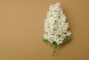 Floral background. White branch of lilac 