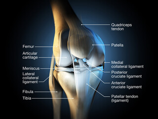 Healthy knee joint, labeled, 3D illustration - obrazy, fototapety, plakaty