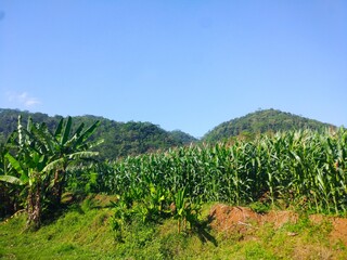 a photo of a corn plantation against a background of blue sky