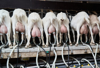 Goats eating, ready for being milked with an electrical dairy equipment, Amsterdam, Netherlands. 