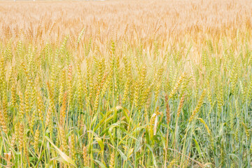 グラデーションになった日本の麦畑