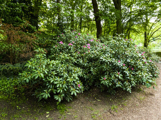 Rhododendron in the Reinbek Castle Park