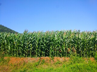 a photo of a corn plantation against a background of blue sky