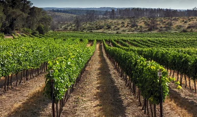 Zelfklevend Fotobehang Planting a vineyard near Kibbutz Harel, month of May © dmlid