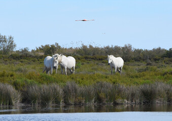Fototapeta premium Camargue horses flown over by a flamingo (Chevaux camarguais survolés d'un flamant). Camargue. France