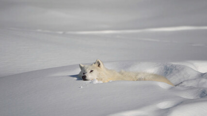 Cute cute arctic fox is resting in the snow. © Oleg