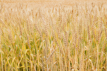 日本の初夏の麦畑