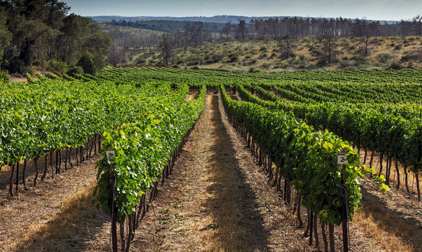 Planting a vineyard near Kibbutz Harel, month of May