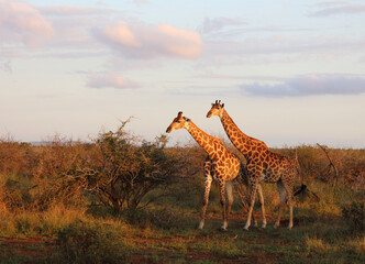 Giraffe / Giraffe / Giraffa camelopardalis