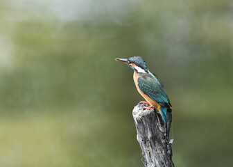 休憩中のカワセミ