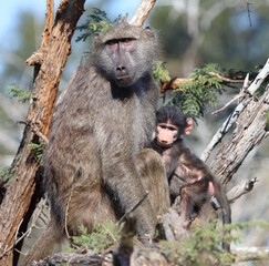 Bärenpavian / Chacma baboon / Papio ursinus.....