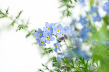 Close up of tiny blue forget-me-not flowers (Myosotis sylvatica)  on blurred background.