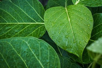 Green leaf with water drops
