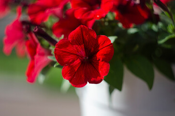 Colorful petunias close-up, selective focus
