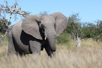 Afrikanischer Elefant / African elephant / Loxodonta africana