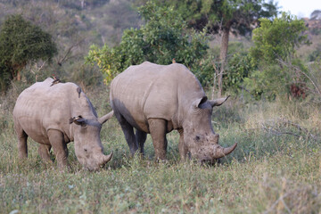 Obraz premium Breitmaulnashorn und Rotschnabel-Madenhacker / Square-lipped rhinoceros and Red-billed oxpecker / Ceratotherium Simum et Buphagus erythrorhynchus.