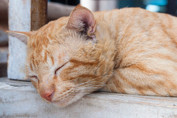 Sleeping ginger Cat, Napping cat