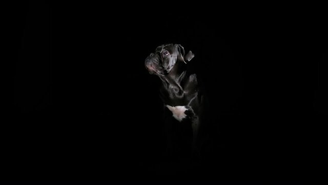 Cane Corso poses in a dark studio on a black background. Silhouette of a pet sitting in the spotlight. Slow motion close up.