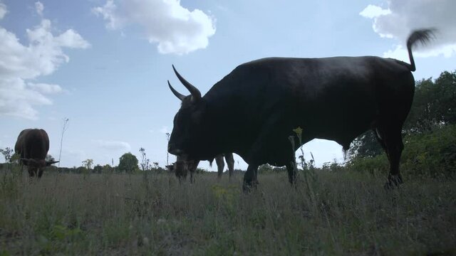 Close up of a wild grazing Tauros Bull at National Park Maashorst in The Netherlands