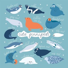 Cute seals or all pinnipeds flat vector graphic