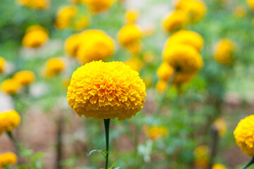 Yellow marigold garden
