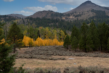 Woods lake area in the Fall, California, USA, featuring clusters of aspen trees
