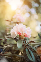 Gentle summer flowers of azalea, rhododendron, natural treasures.