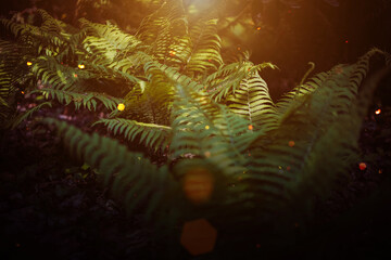 Enchanted forest, magical ferns. Green witch plants