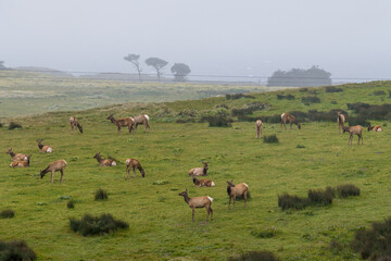 Tule Elk at Point Reyes National Seashore, California, USA, grazing on green grass on a partly...