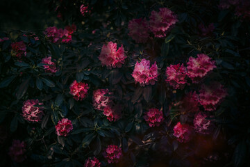 Obraz na płótnie Canvas Secret garden, Summer flowers of azalea, rhododendron, natural treasures.