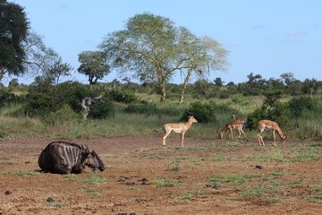 Streifengnu und Schwarzfersenantilope / Blue wildebeest and Impala / Connochaetes taurinus et Aepyceros melampus