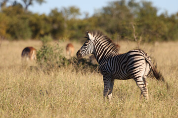 Obraz na płótnie Canvas Steppenzebra / Burchell's zebra / Equus burchellii....