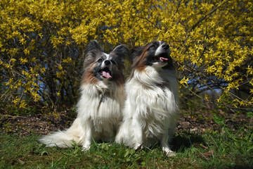Two white and sable Continental Toy Spaniels (Papillon dogs) posing outdoors sitting together on a...