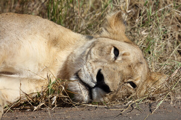 Naklejka na ściany i meble Afrikanischer Löwe / African lion / Panthera leo.