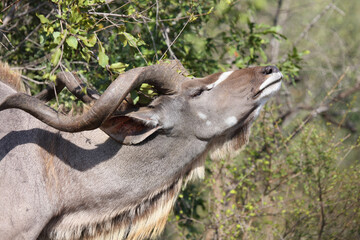 Großer Kudu / Greater kudu / Tragelaphus strepsiceros.