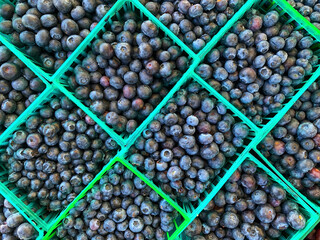 Baskets of ripe blueberries at a farmers market